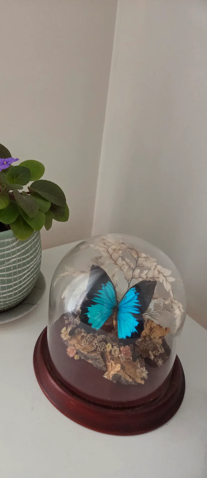 A calming plant and butterfly display in the Minto therapy room — what happens in a hypnotherapy session