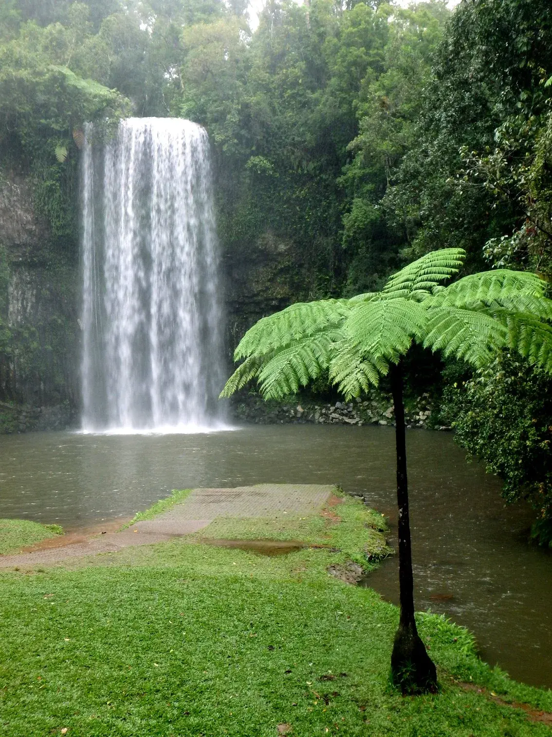 A tall waterfall falling into a pool beside a lush green tree fern